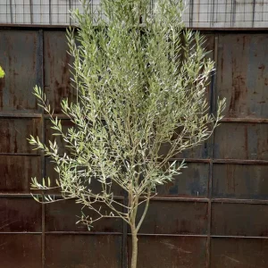Olivos XXl