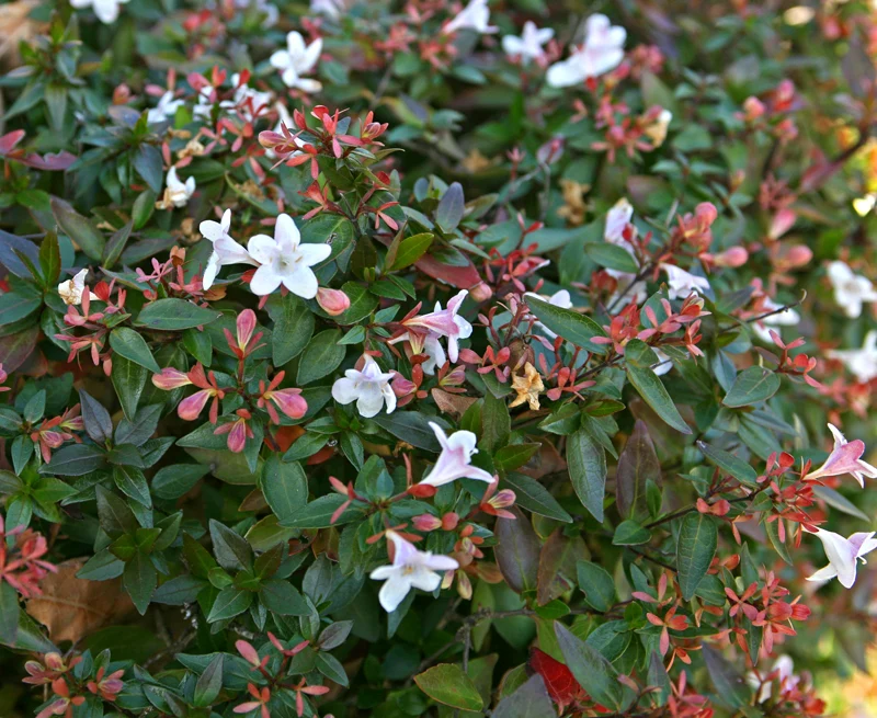 Abelia enana Vivero Los Boldos