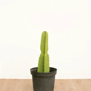 Euphorbia S