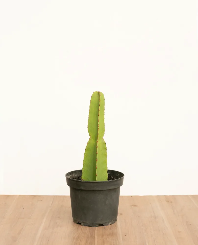 Euphorbia S