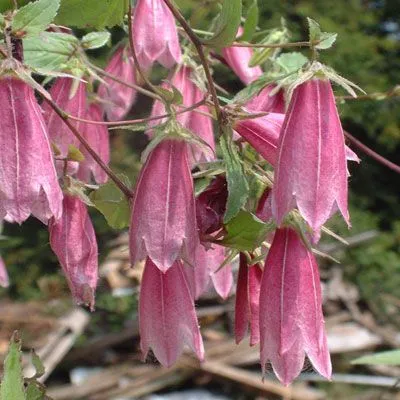 Campanula punctata Jardín Mediterráneo