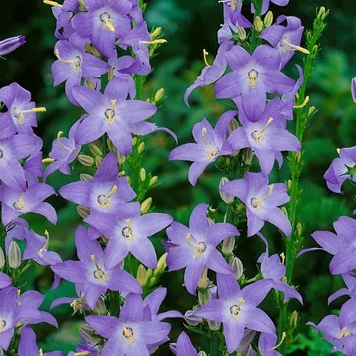 Campanula pyramidalis Jardín Mediterráneo