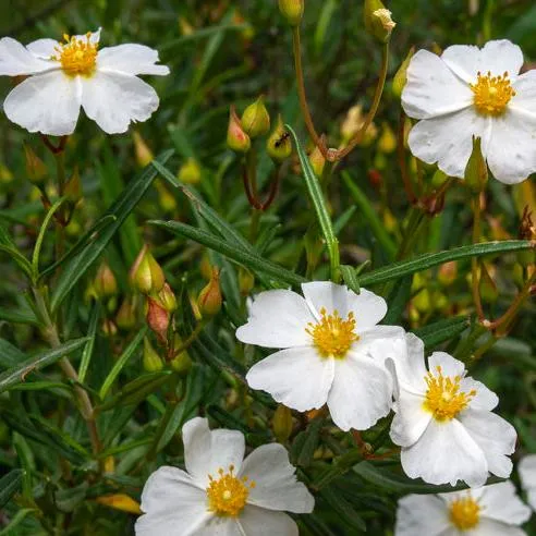 Cistus libanotis Jardín Mediterráneo