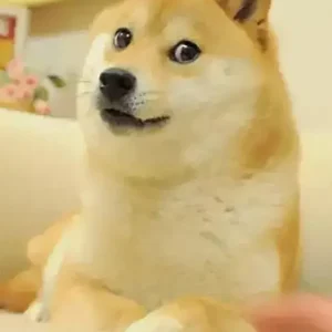 Shiva Perro Doge Fine Artic