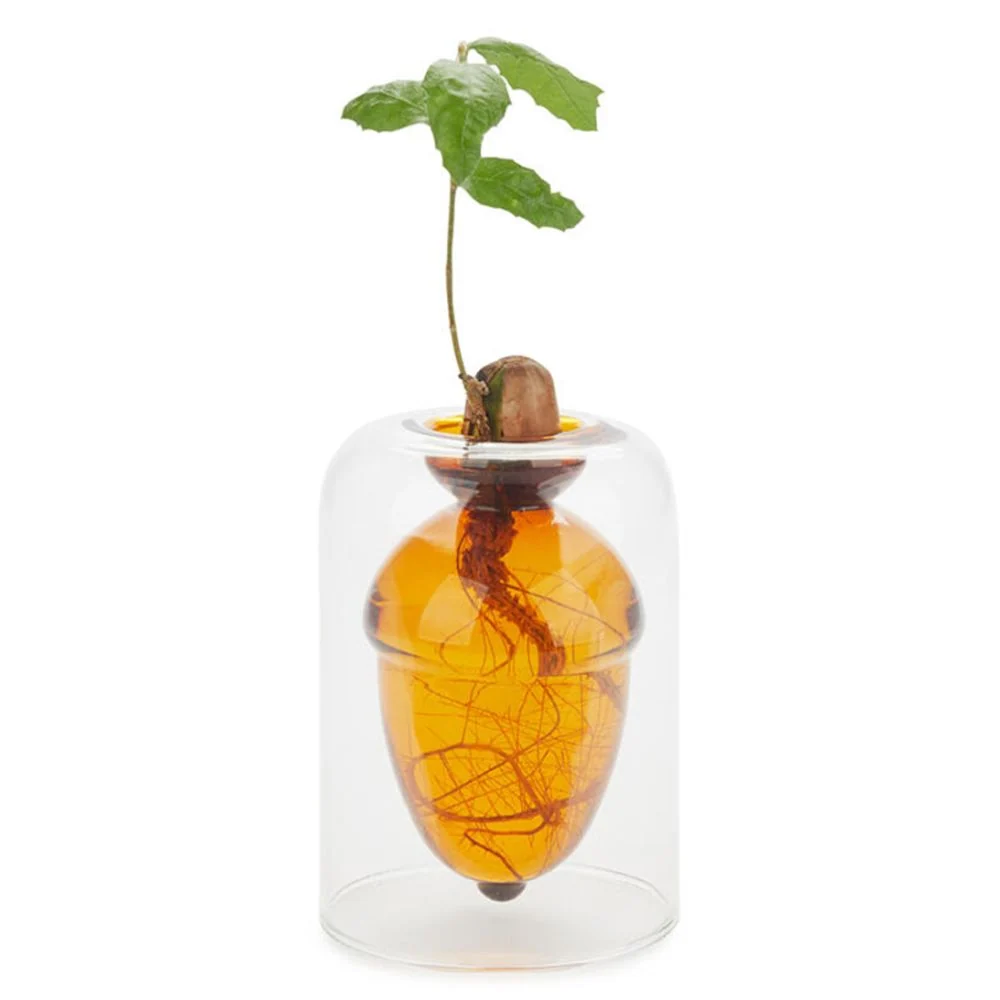 Florero Acorn