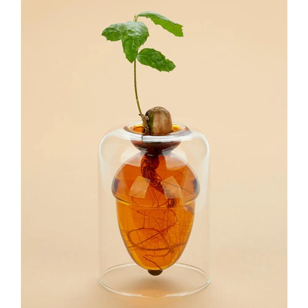 Florero Acorn