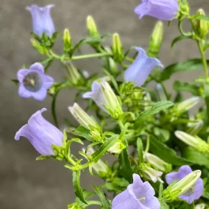 Campanula Medium Champion