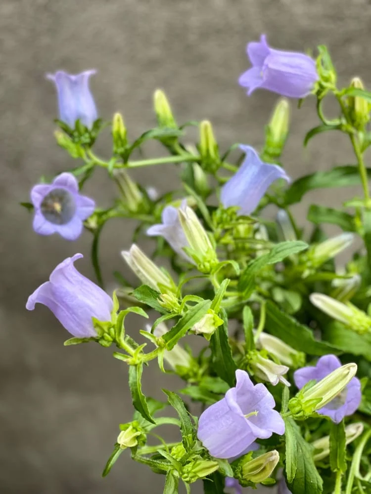 Campanula Medium Champion