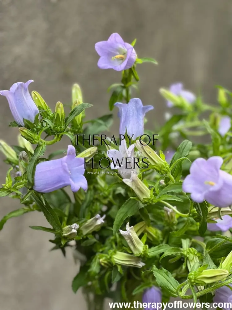 Campanula Medium Champion