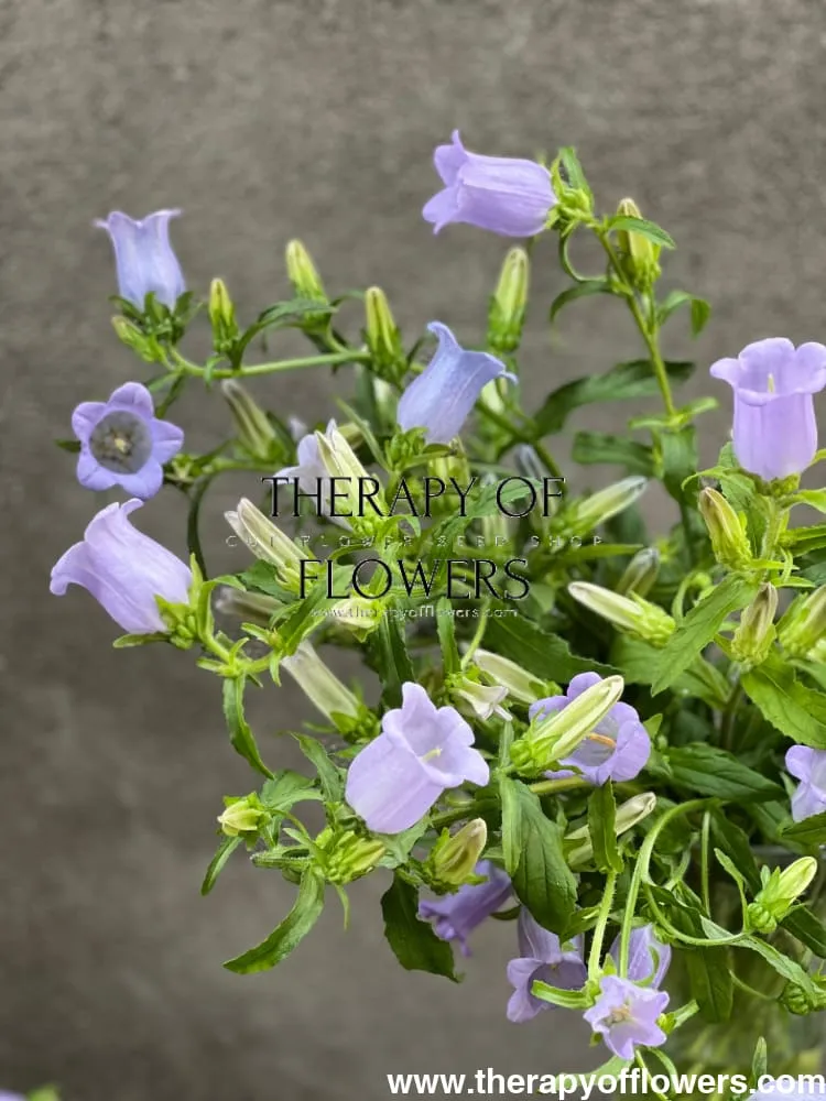 Campanula Medium Champion