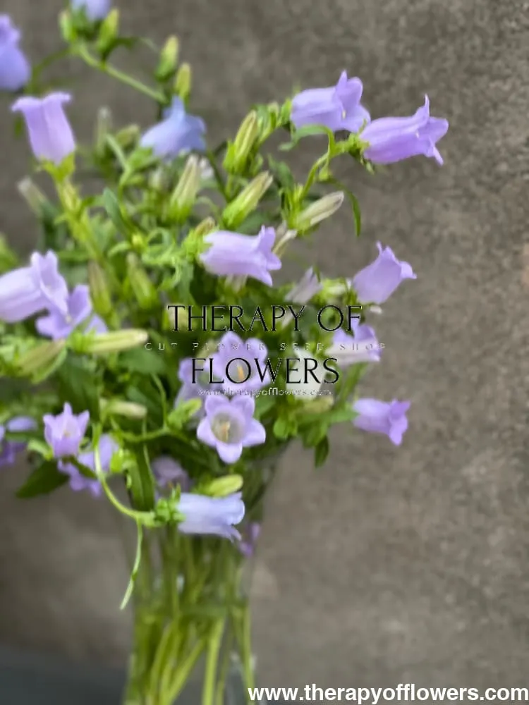 Campanula Medium Champion