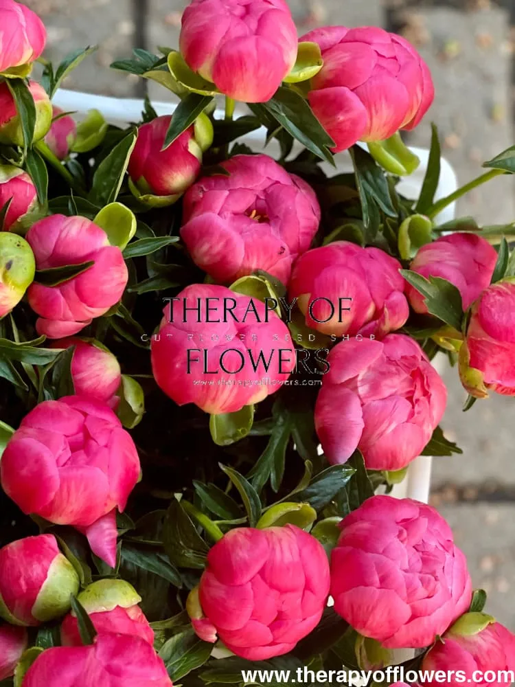 Peony bouquet | Coral Charm