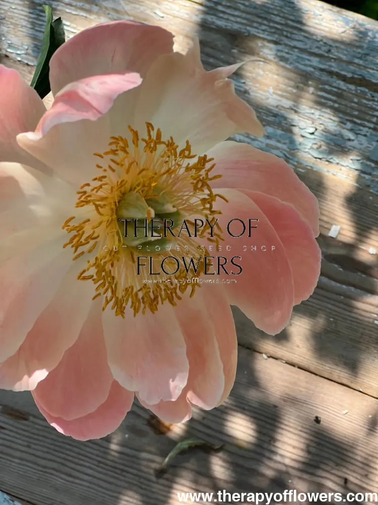 Peony bouquet | Coral Charm
