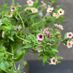 Phlox Drummondii