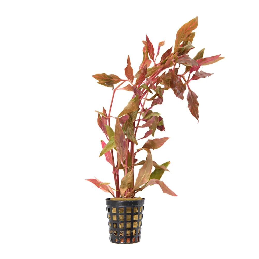 Alternanthera rosaefolia - Planta de acuario con Filtro UV