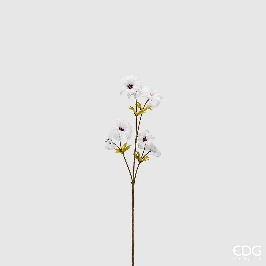 Flor Clematis Blanca EDG