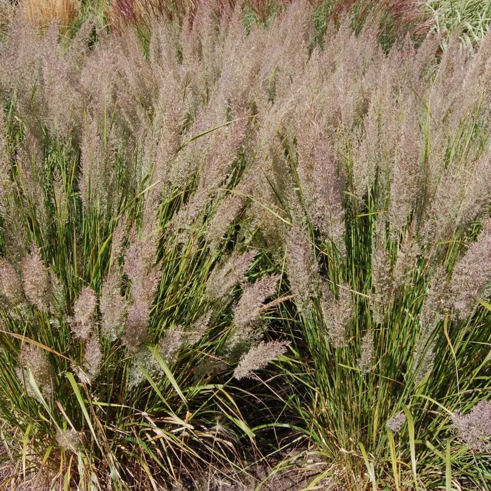 Calamagrostis Vivero Los Boldos