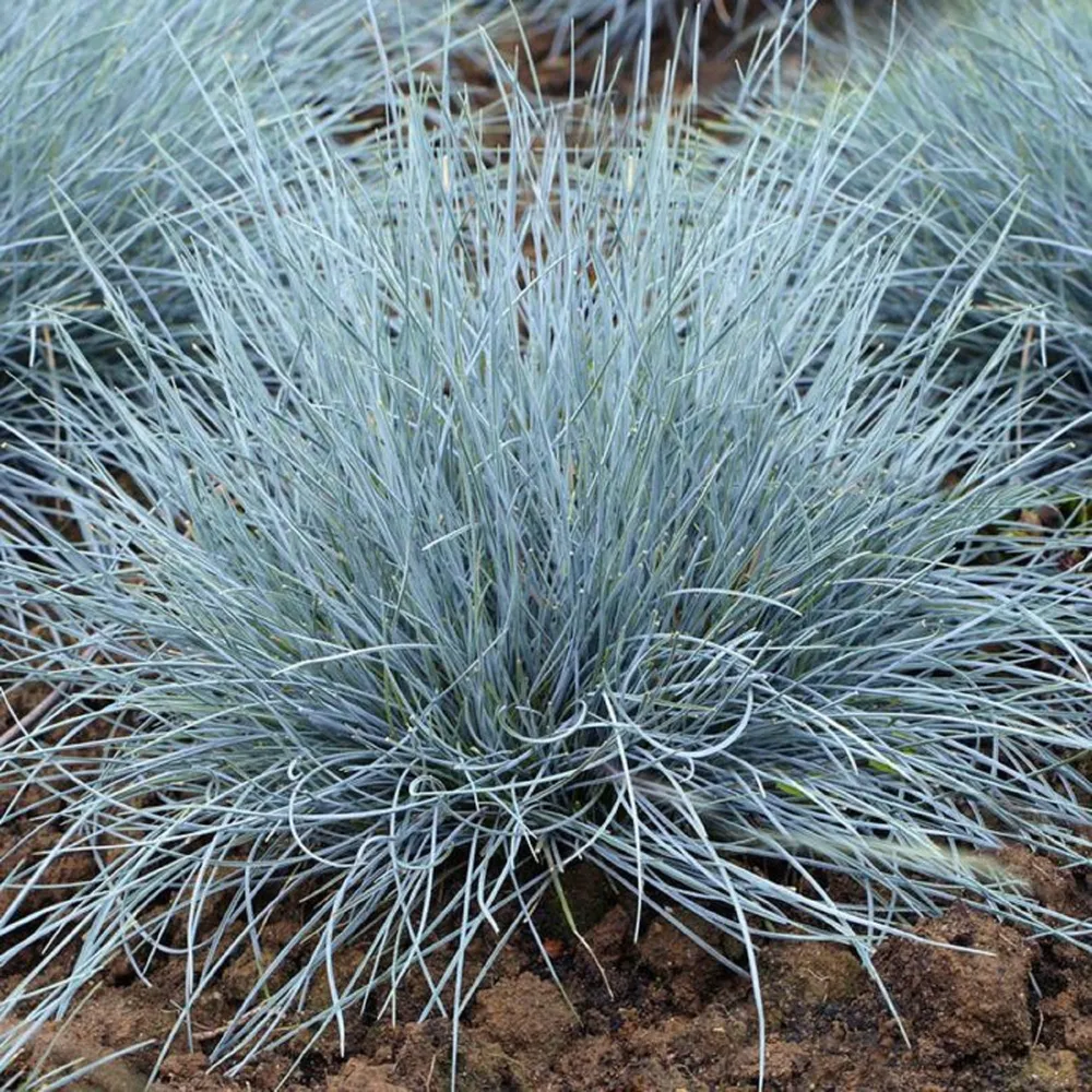 Festuca glauca Vivero Los Boldos