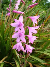Watsonia rosada Vivero Los Boldos