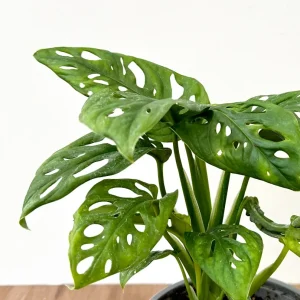 Monstera adansonii