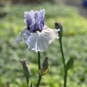 Tall Bearded Iris ‘Fogbound’ | Iris germanica