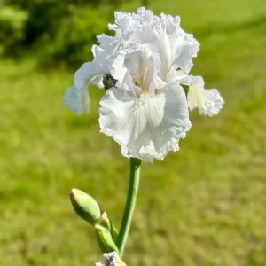 Tall Bearded Iris ‘Queen Angels’ | Iris germanica