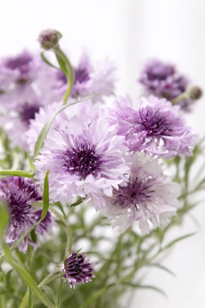 Aciano Classic Magic | Centaurea cyanus