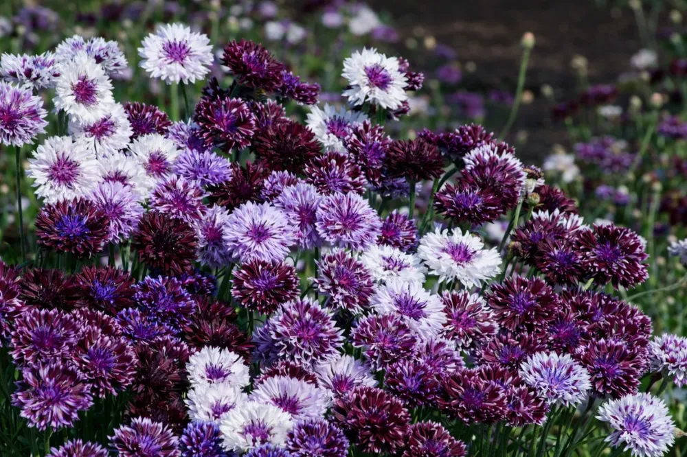 Aciano Classic Magic | Centaurea cyanus