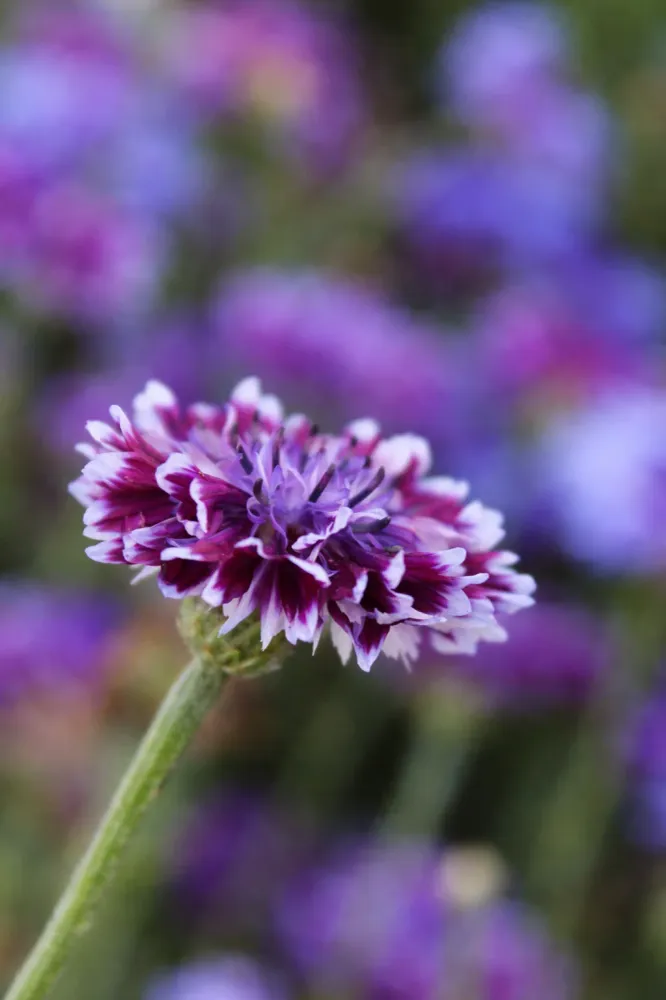 Aciano Classic Magic | Centaurea cyanus