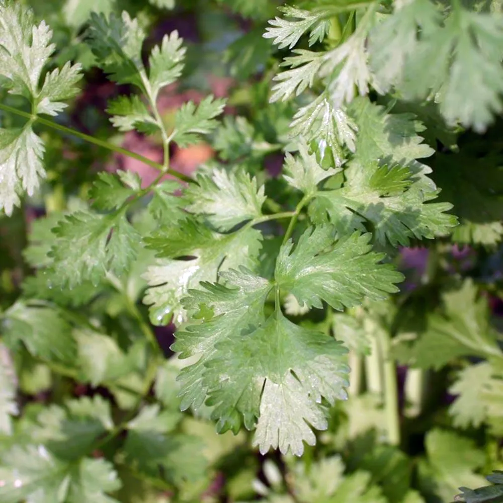 Cilantro orgánico Fontana Seeds