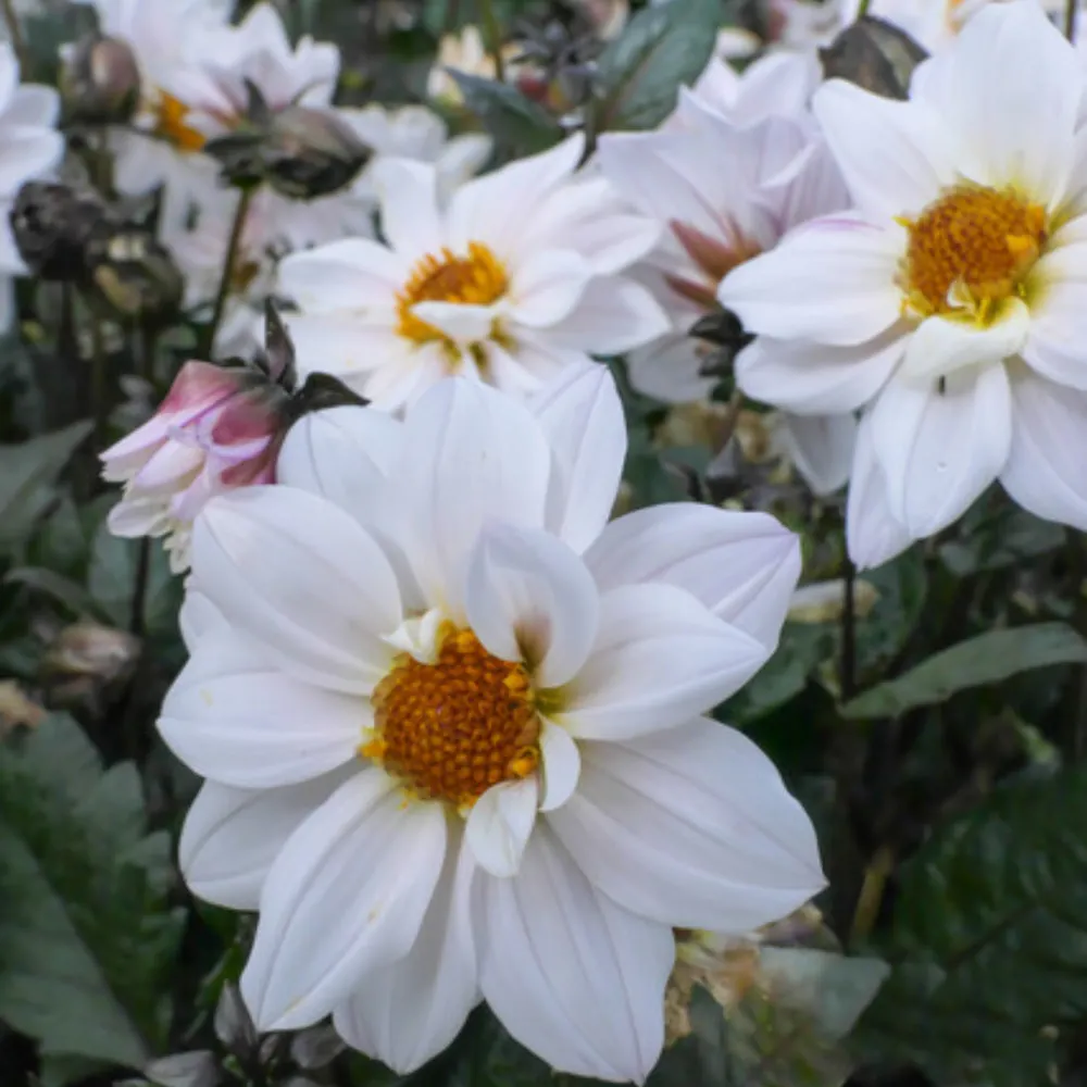 Dalia Figaro Blanco Fontana Seeds