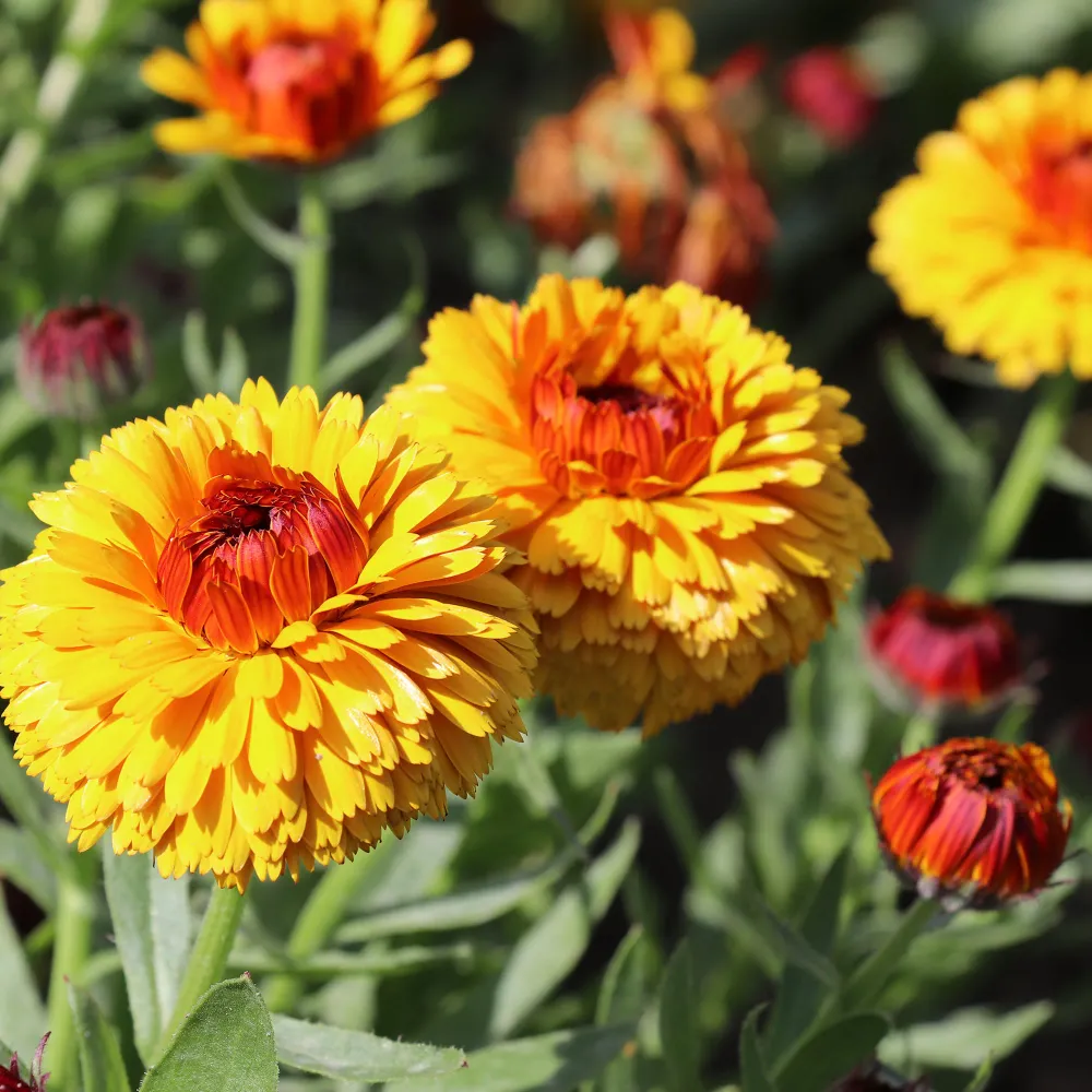 Calendula Ojo de Buey Fontana Seeds - Dev
