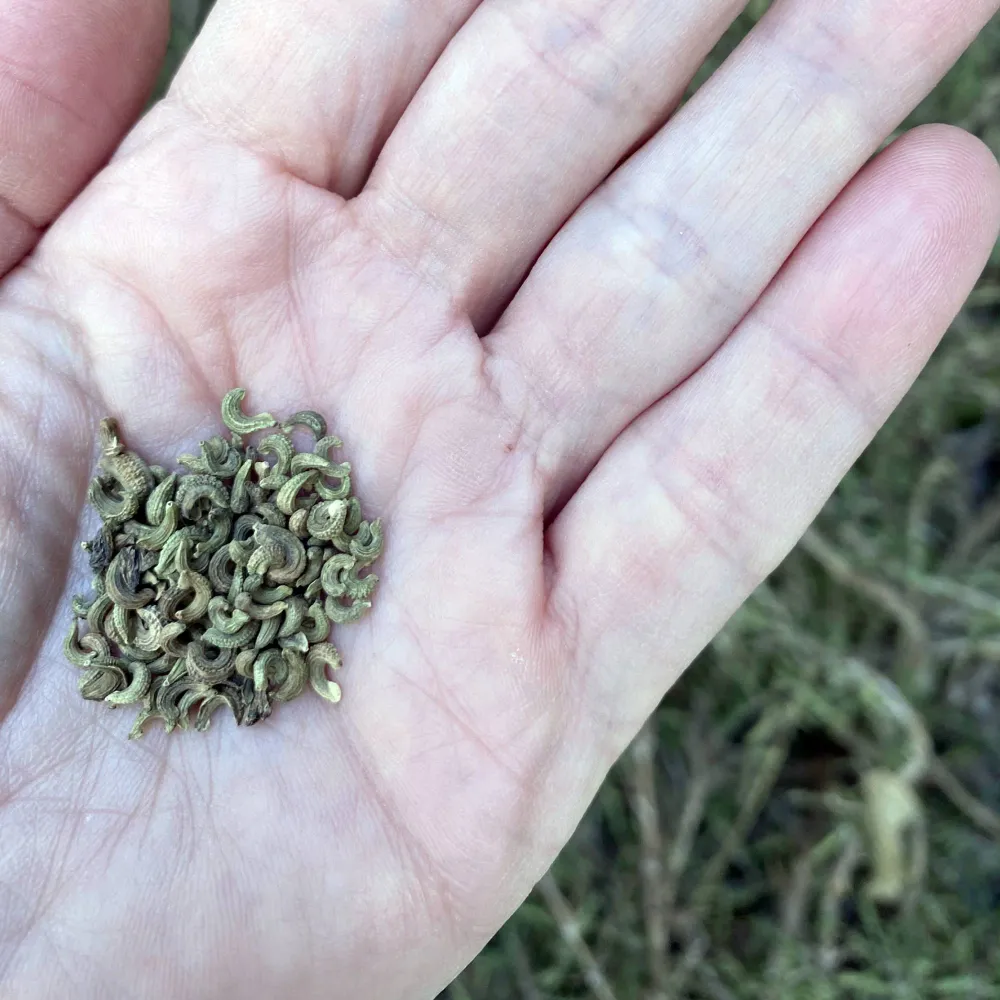 Calendula Ojo de Buey Fontana Seeds - Dev
