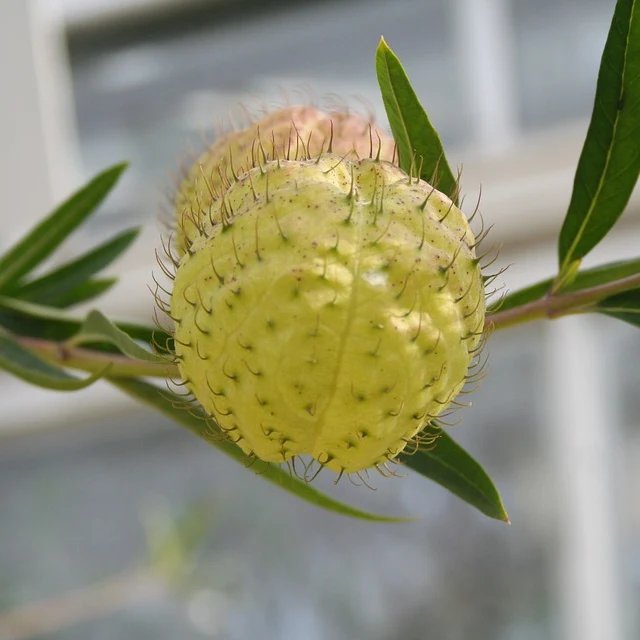 Pelotas Peludas Fontana Seeds - Dev