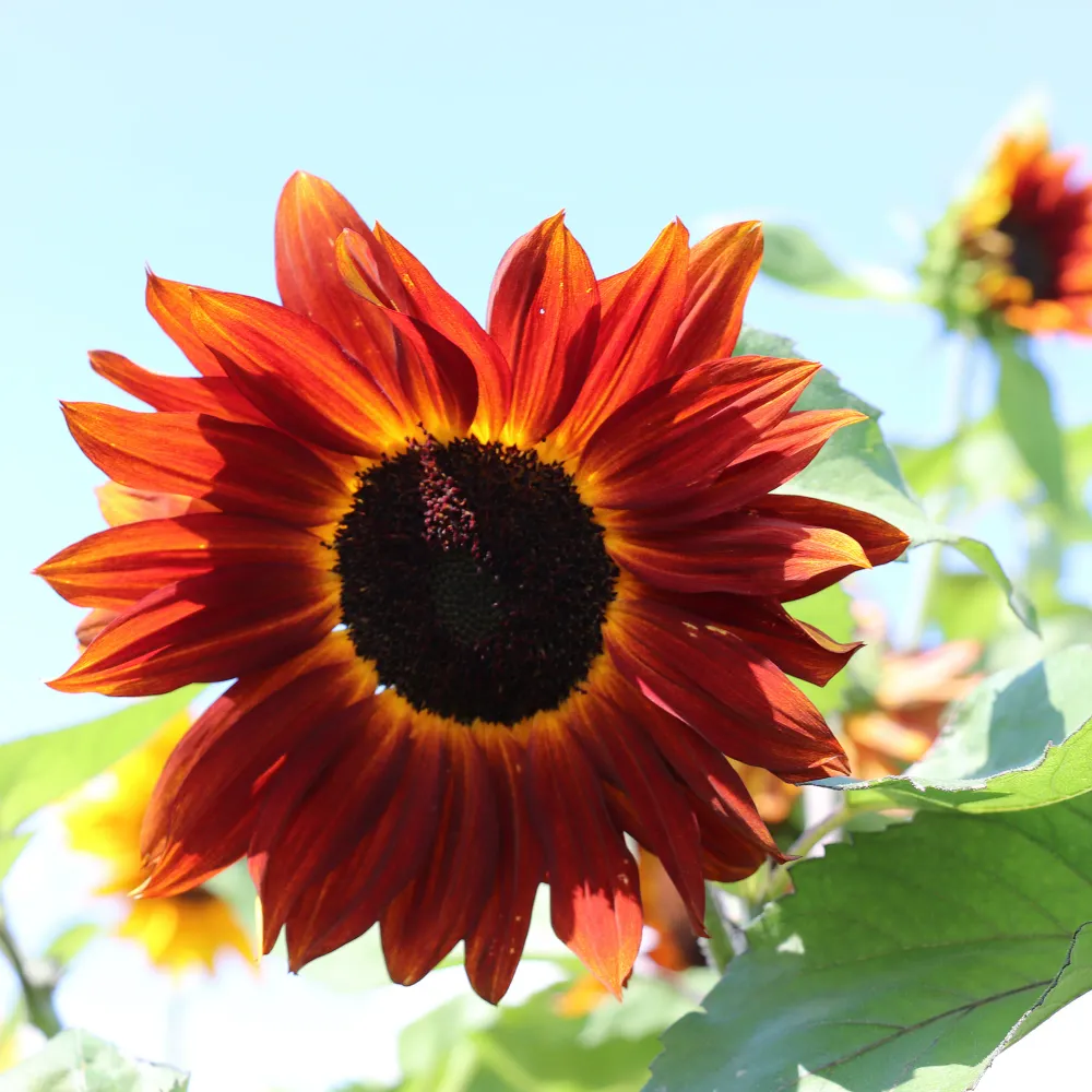 Girasol Rubí Fontana Seeds