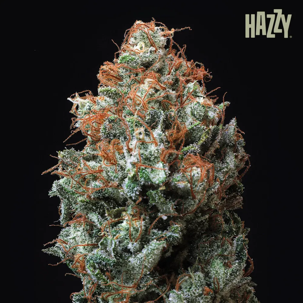 Glazed Regular (12 und) HAZZY