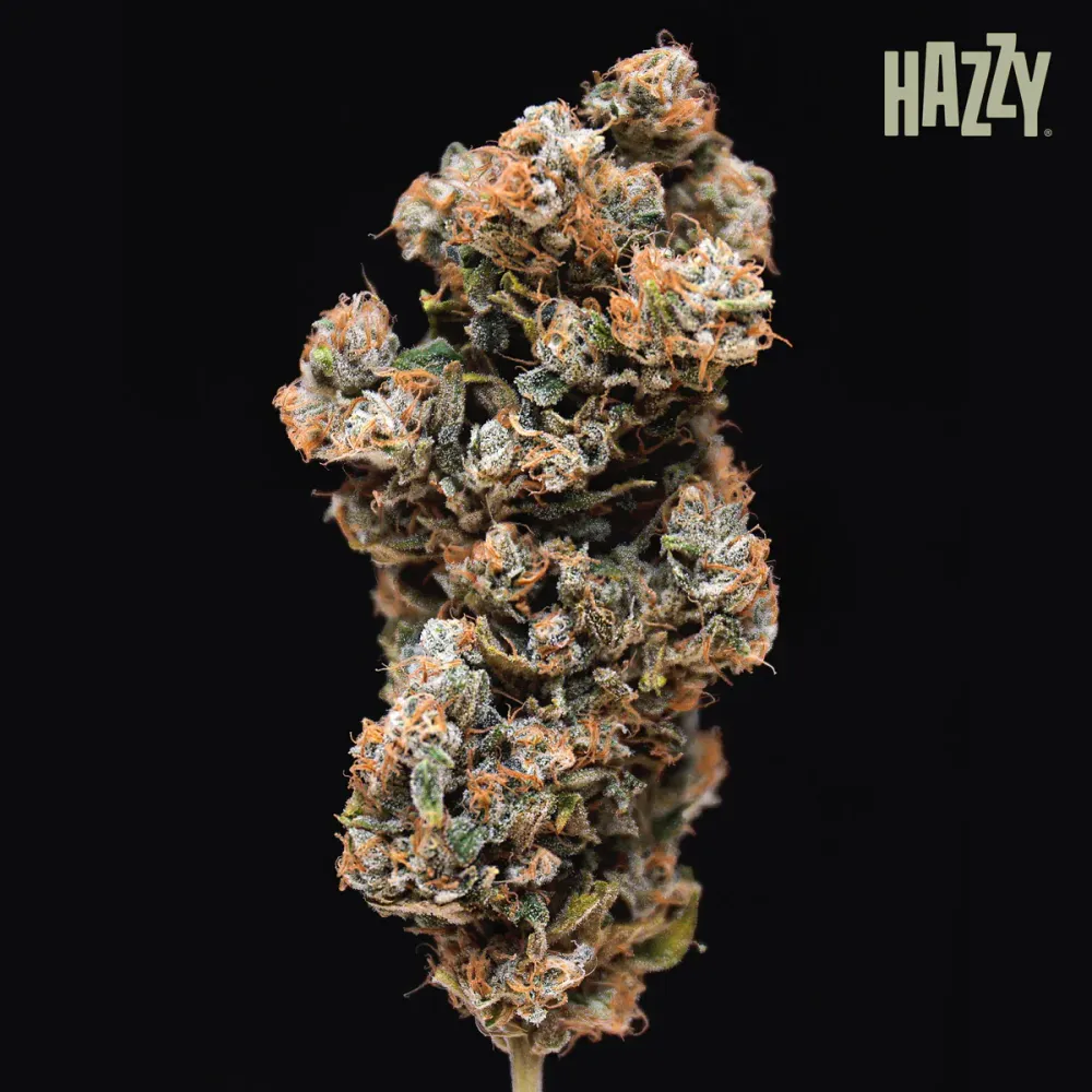 Glazed Regular (12 und) HAZZY
