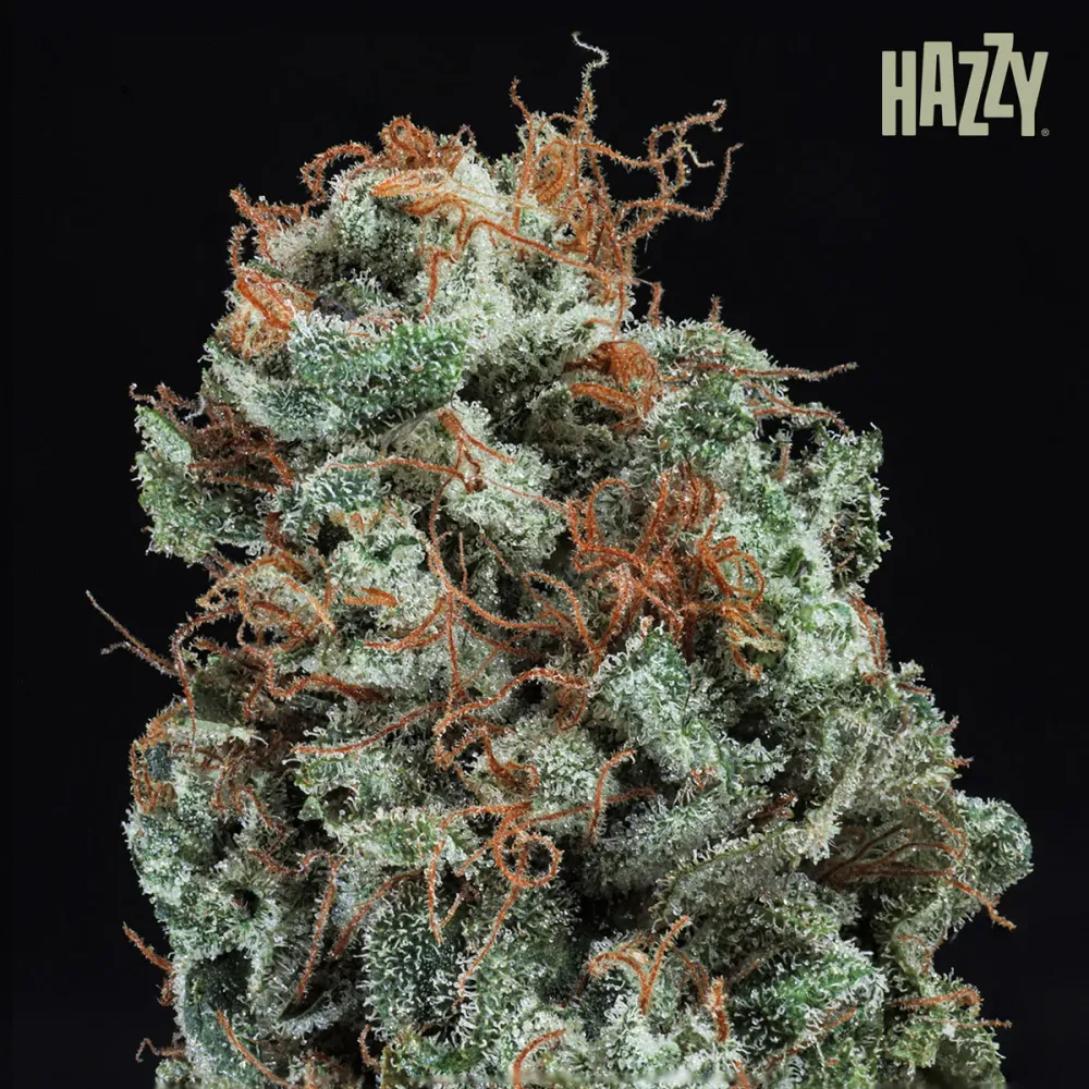 Glazed Regular (12 und) HAZZY