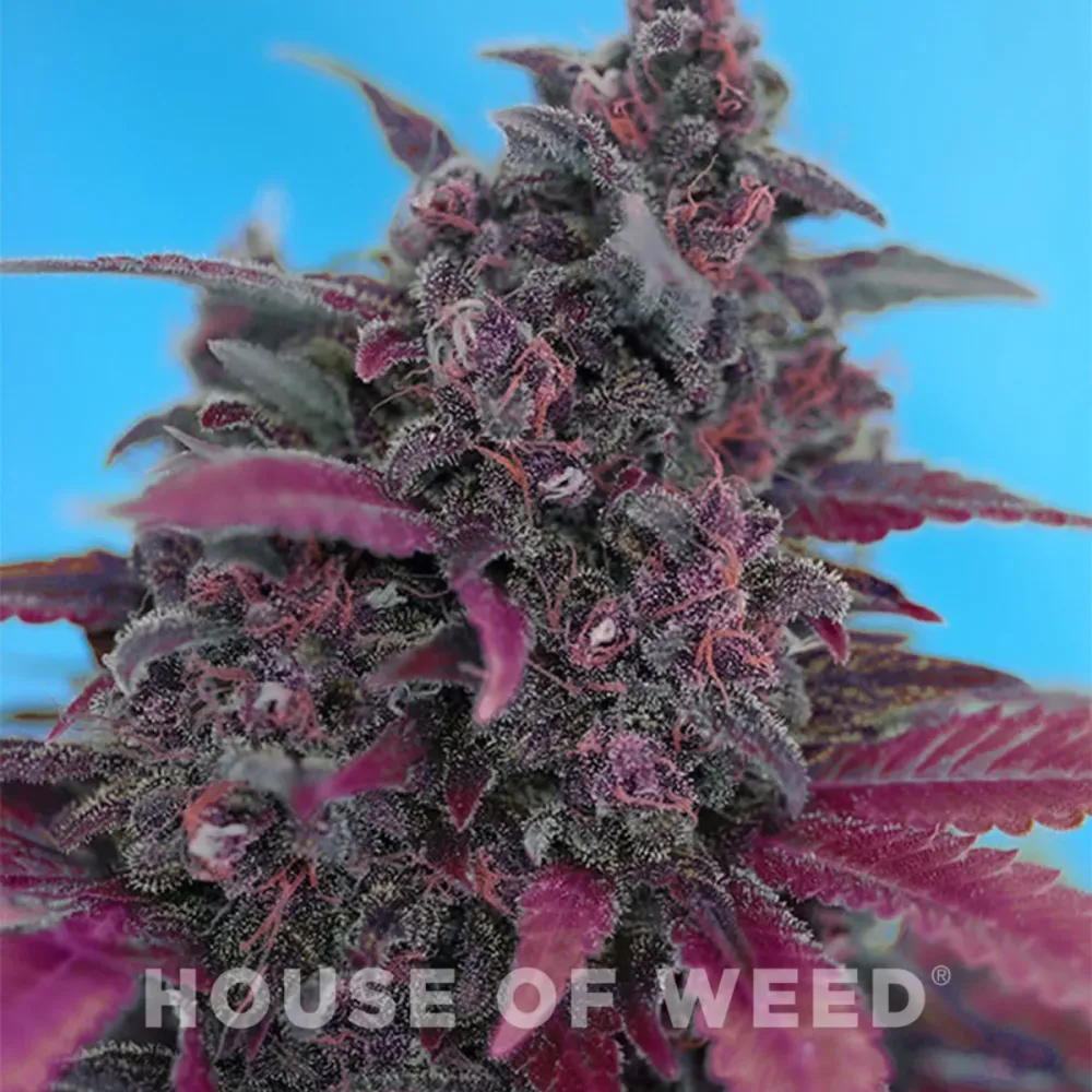 Dark Devil Auto® Sweet Seeds