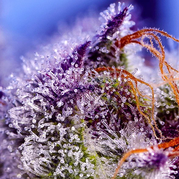 Diablo’s Delight XL Auto® Sweet Seeds