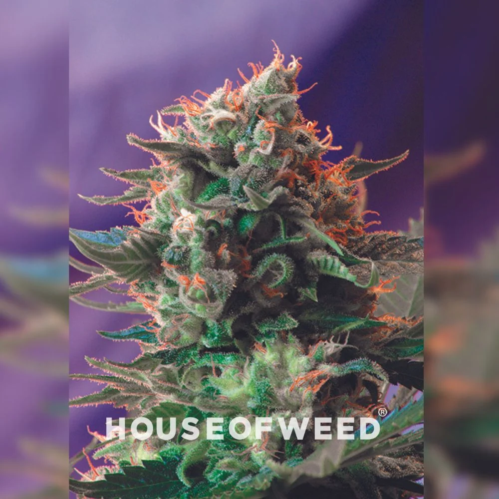 Jack 47® Sweet Seeds