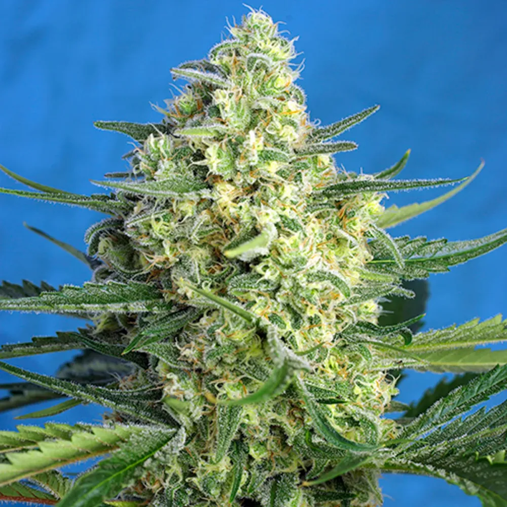 Jack 47 XL Auto® Sweet Seeds