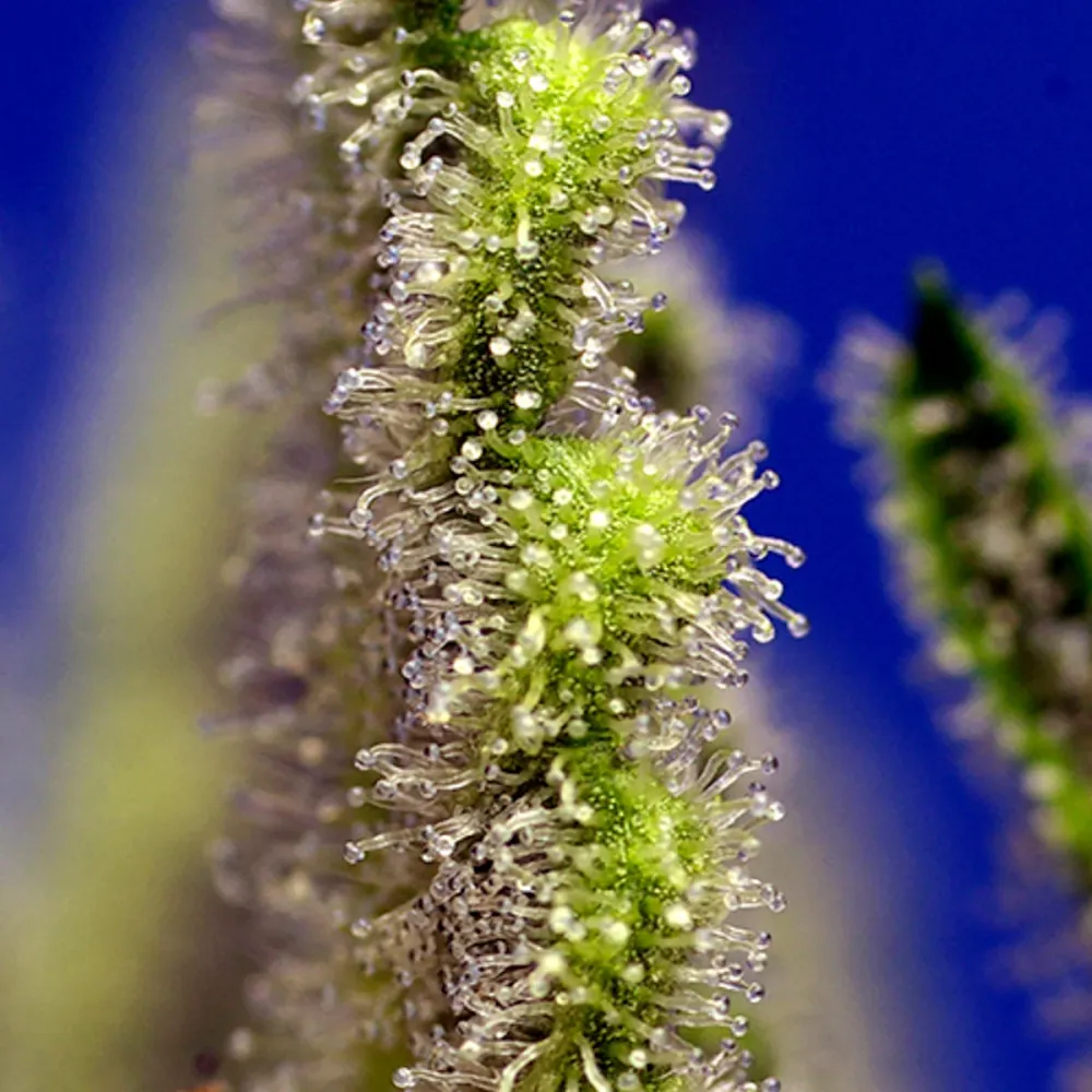 Jack 47 XL Auto® Sweet Seeds