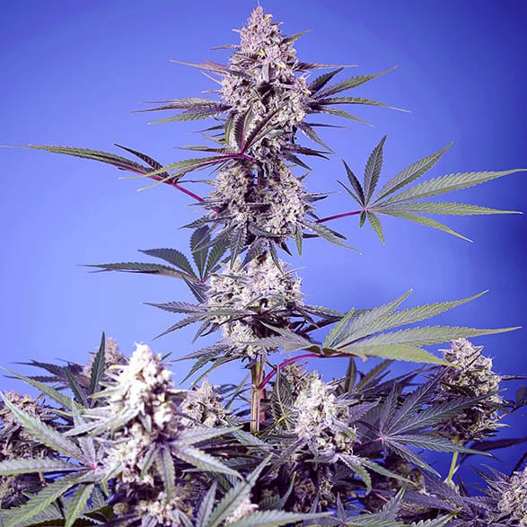 Mental Rainbow F1 Fast Version® Sweet Seeds
