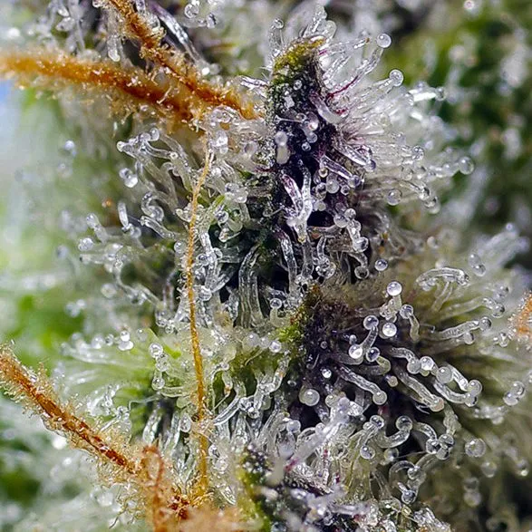 Mental Rainbow F1 Fast Version® Sweet Seeds