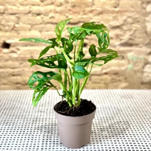Monstera Adansonii “Monkey Mask” en Maceta – Planta de Interior Tropical con Hojas Perforadas Mi tienda