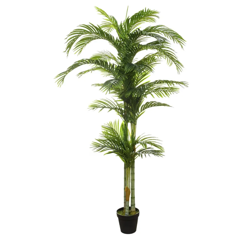 Palmera Areca 210 bdhome Marbella