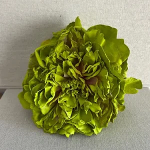PEONIA LIMA