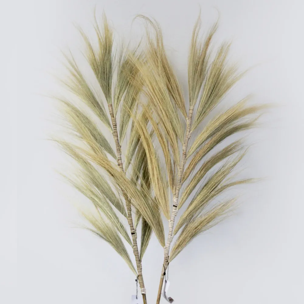 3x Palmera Rubia de Rayung- 2m AW Artisan S.L