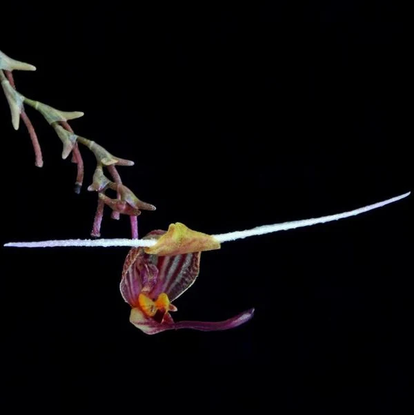 ORQUIDA SCAPHOSEPALUM MERINOI LITTLE TREE DESIGN BIOTOPES